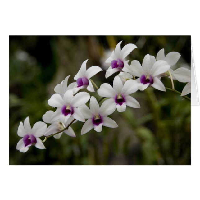 Singapore (Sanskrit for Lejon City) Nationell 2 Hälsningskort (Framsidan Horizontal)