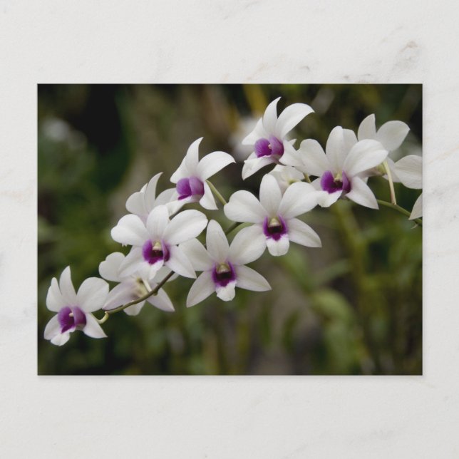 Singapore (Sanskrit for Lejon City) Nationell 2 Vykort (Framsida)