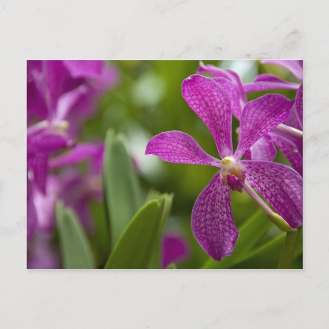 Singapore Sanskrit for Lejon City). Nationell Vykort (Framsida)