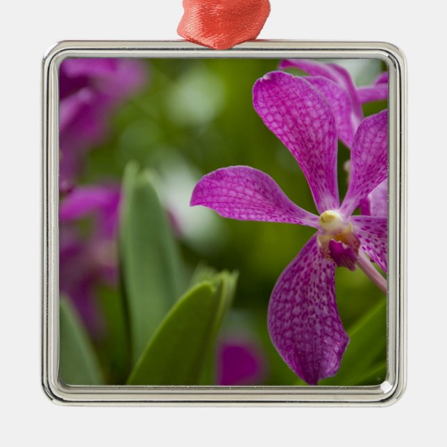 Singapore Sanskrit för Lejonare staden). Nationell Julgransprydnad Metall (Framsidan)