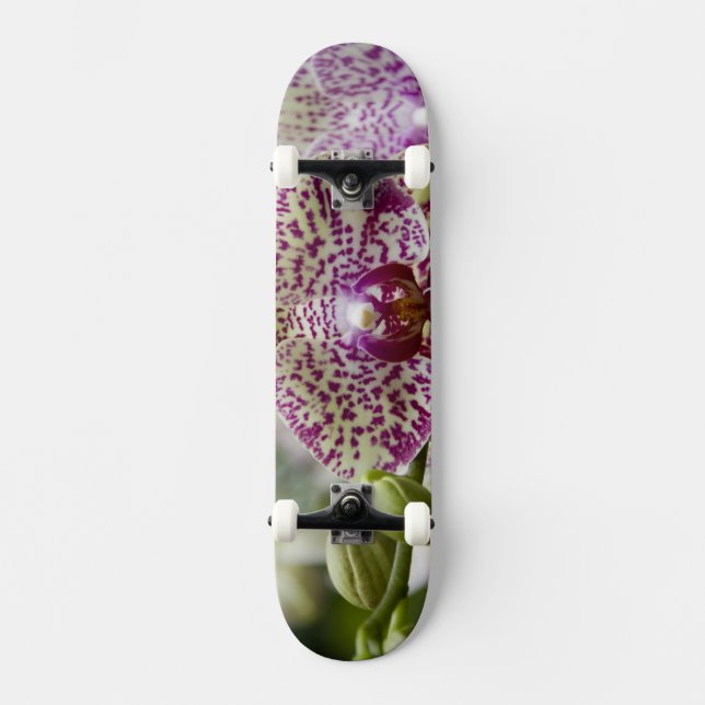 Singapore (Sanskrit för Lejonstaden). National Skateboard Bräda 21,5 Cm (Framsida)