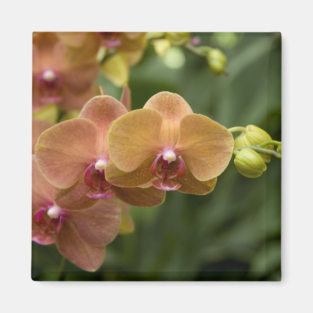 Singapore (Sanskrit för Lejonstaden). Nationell 2 Magnet (Framsidan)