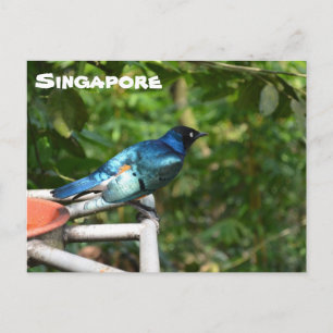 Singapore-vykort: Superb Starling Vykort