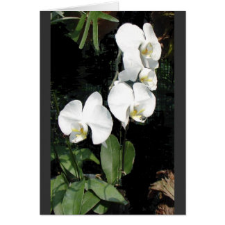 Singapores orchid 4 OBS kort