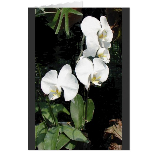 Singapores orchid 4 OBS kort (Framsidan)