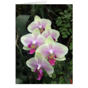 Singapores orchid-fotokort hälsningskort