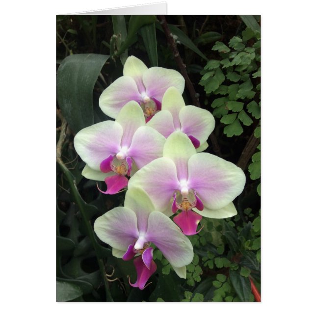 Singapores orchid-fotokort hälsningskort (Framsidan)