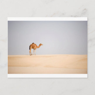 Singelkamel på arabiska sanddyner vykort