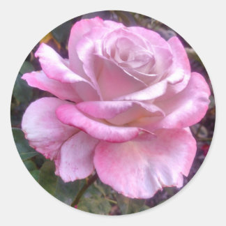 Singelrosa ros på en klistermärke
