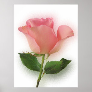 Singelrosa ros poster