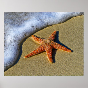 Singelsjöstjärna på strand poster