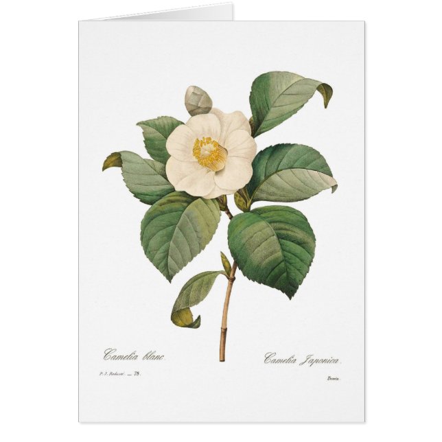 Singelvitcamellia Hälsningskort (Framsidan)
