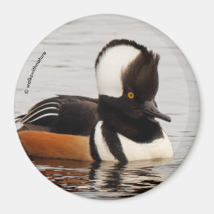 Singer i Skapar: Hooded Mergansers Magnet