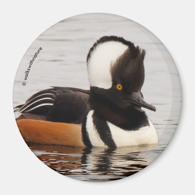 Singer i Skapar: Hooded Mergansers Magnet (Framsidan)