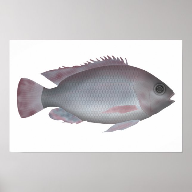 Singida Tilapia Poster (Framsidan)