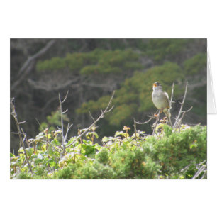 Singing Bird Hälsningskort