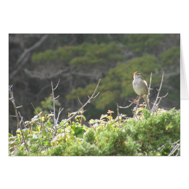 Singing Bird Hälsningskort (Framsidan Horizontal)