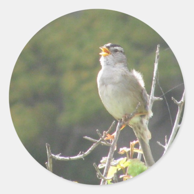 Singing Bird Runt Klistermärke (Framsida)