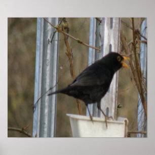 Singing Blackbird-utskrift Poster