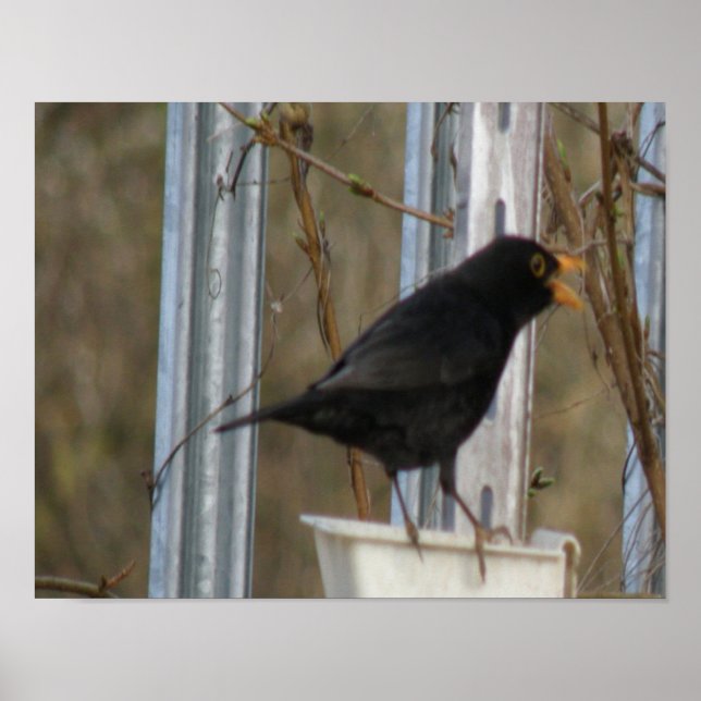 Singing Blackbird-utskrift Poster (Framsidan)