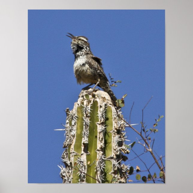 Singing Cactus Wren Poster (Framsidan)