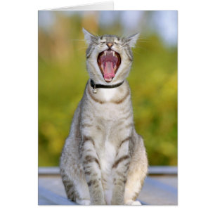 Singing Cat Hälsningskort