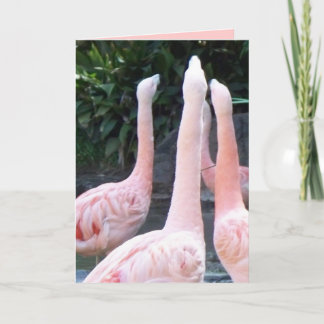Singing Flamingos, födelsedagskort Kort
