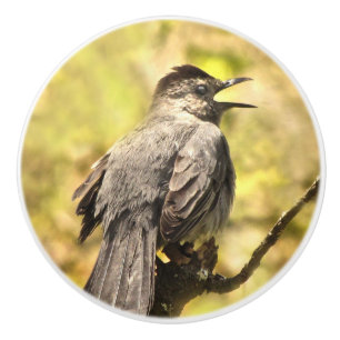 Singing Grått Catbird Ceramic Knob Knopp