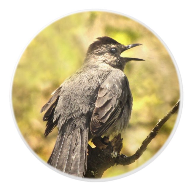 Singing Grått Catbird Ceramic Knob Knopp (Framsidan)