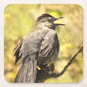 Singing Grått Catbird Underläggs Underlägg Papper Kvadrat