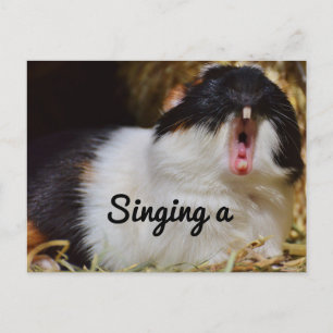 Singing Guinea Gris Vykort