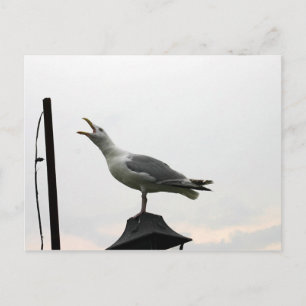 Singing Gull of CT Vykort