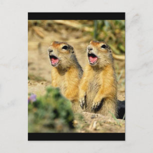 Singing Prairie Hundar Vykort