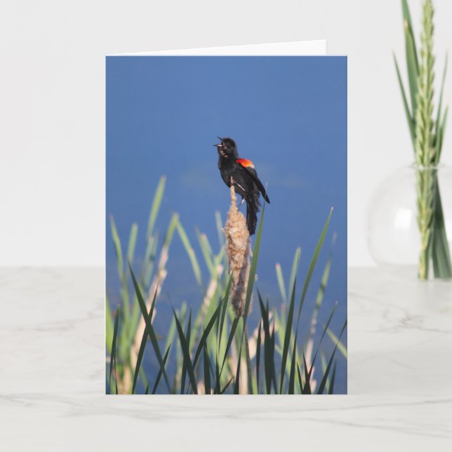Singing Redwing Blackbird-kort Kort (Framsida)