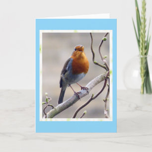 Singing Robin Birthday-kort Tack Kort