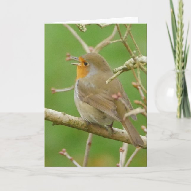 Singing Robin Card Kort (Framsida)