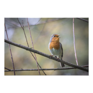 Singing Robin Nature Photo Fototryck