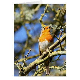 Singing Robin, Stourhead Hälsningskort