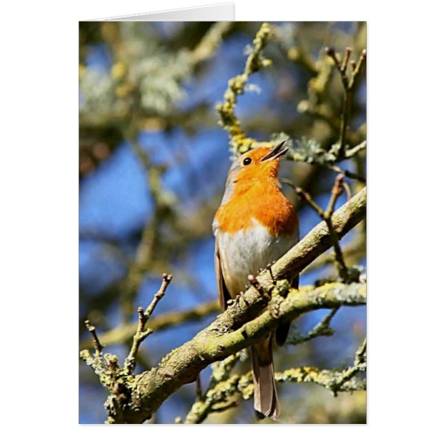 Singing Robin, Stourhead Hälsningskort (Framsidan)