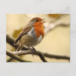 Singing Robin Vykort