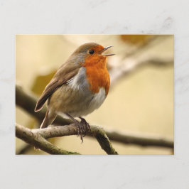 Singing Robin Vykort