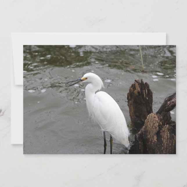 Singing Snowy Egret Anteckningskort (Framsida)