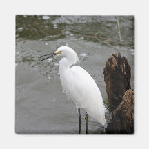 Singing Snowy Egret