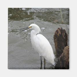 Singing Snowy Egret Magnet