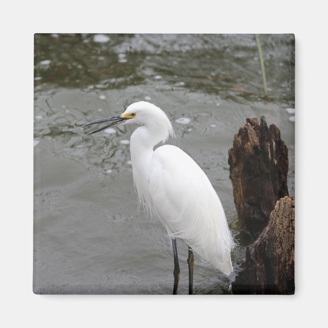 Singing Snowy Egret Magnet (Framsidan)