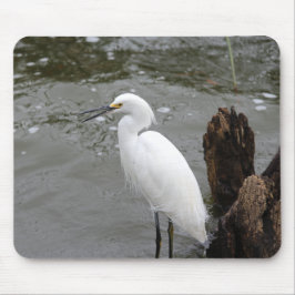Singing Snowy Egret Musmatta