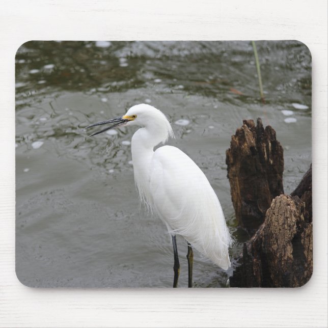 Singing Snowy Egret Musmatta (Framsidan)
