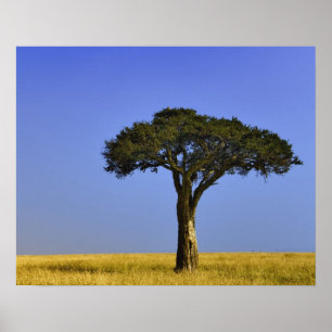 Single Acacia träd på grässlätter, Masai Mara. Poster