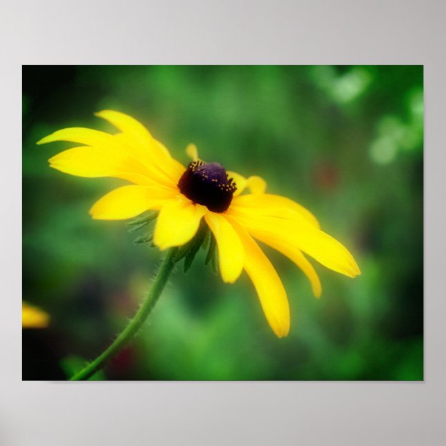 Single Black Eyed Susan Daisy Flower Poster (Framsidan)