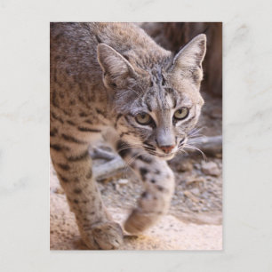 Single Bobcat Vykort